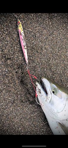 サクラマスの釣果