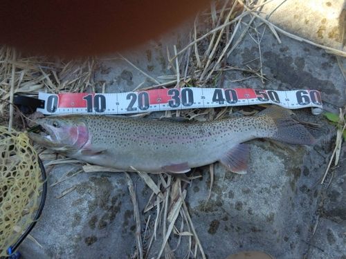 ニジマスの釣果
