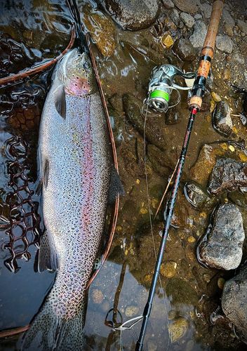ニジマスの釣果