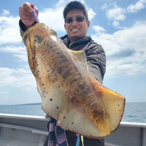 アオリイカの釣果