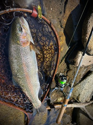 ニジマスの釣果