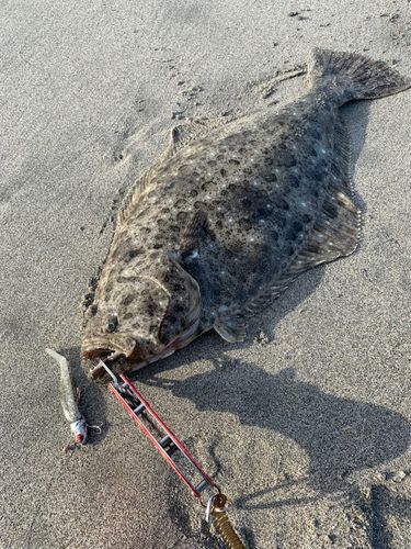 ヒラメの釣果