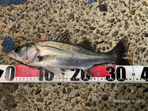 フッコ（マルスズキ）の釣果