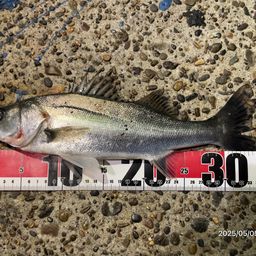 フッコ（マルスズキ）