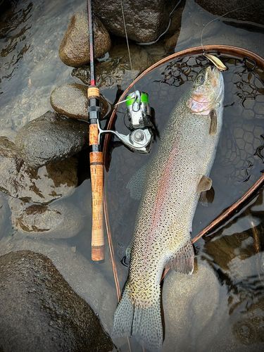 ニジマスの釣果