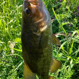 スモールマウスバス