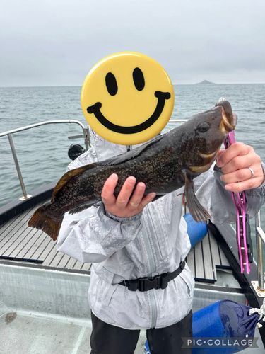 アイナメの釣果