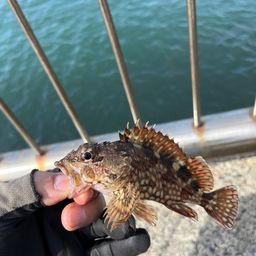 カサゴ