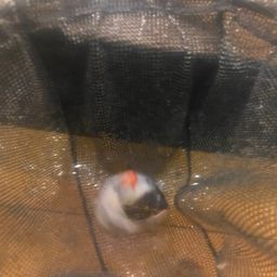 キンギョ