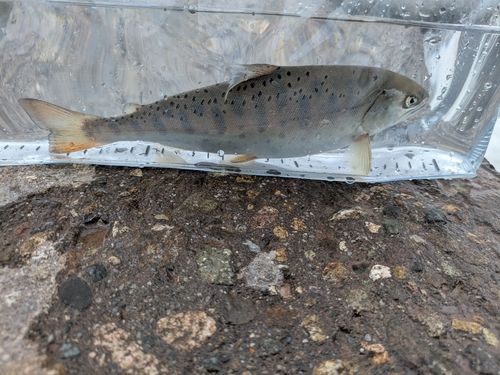 ヤマメの釣果
