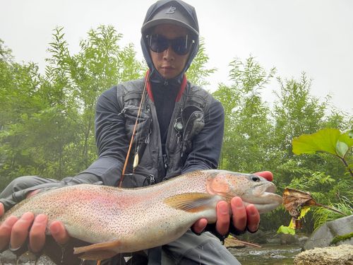 ニジマスの釣果
