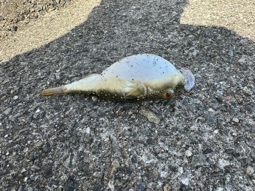 クサフグの釣果