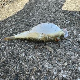 クサフグ
