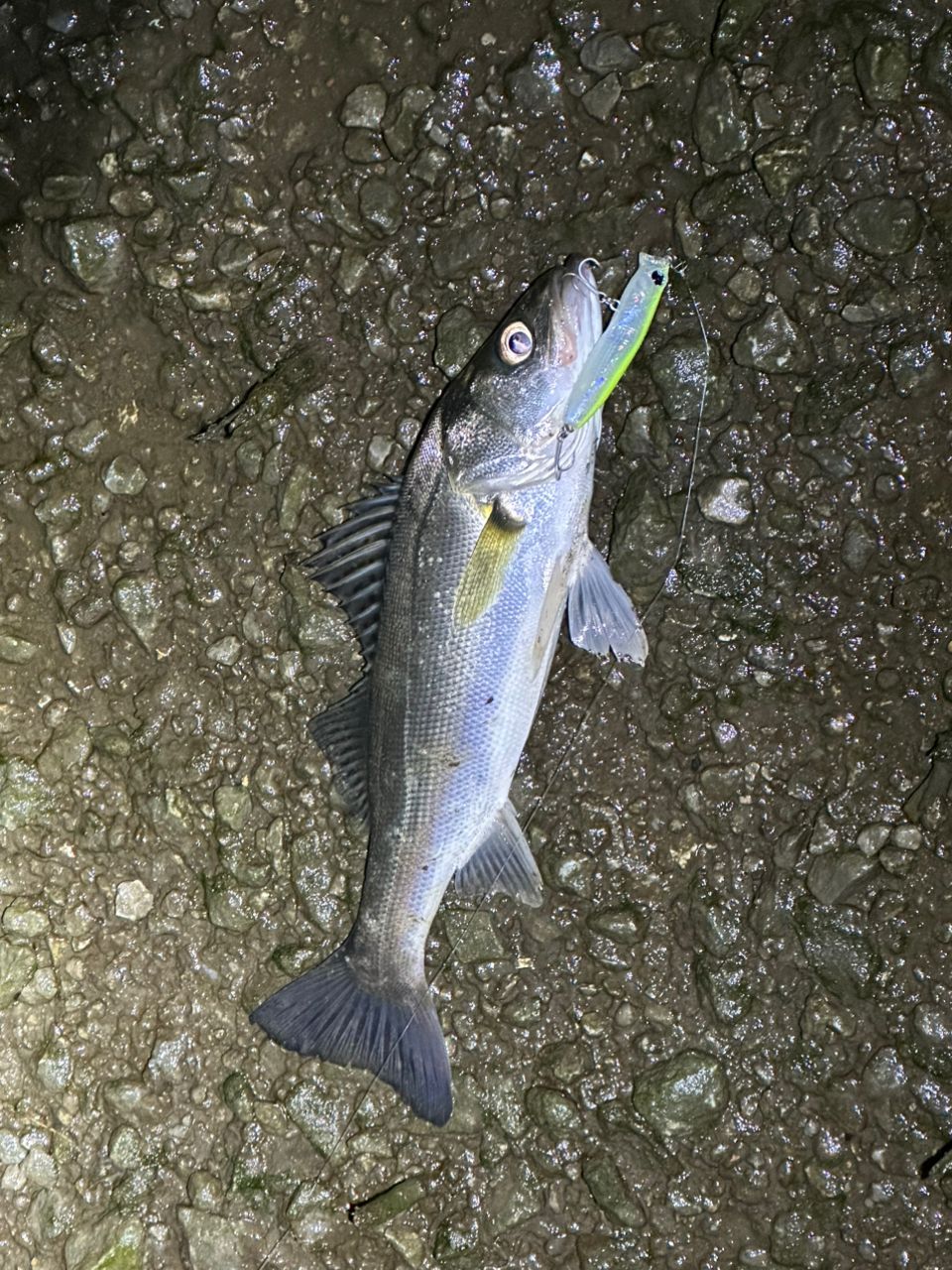 ハーモニクス　コローナ89 Corona 89 MSC-HX TULALA ハーモニクス コローナ 89MSC-HXの最安値・インプレ