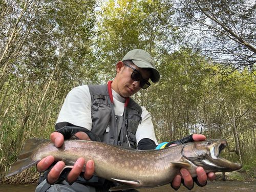 エゾイワナの釣果