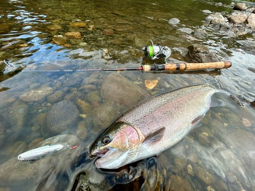 ニジマスの釣果