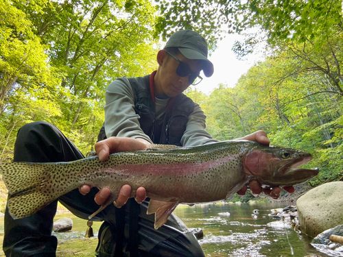 ニジマスの釣果