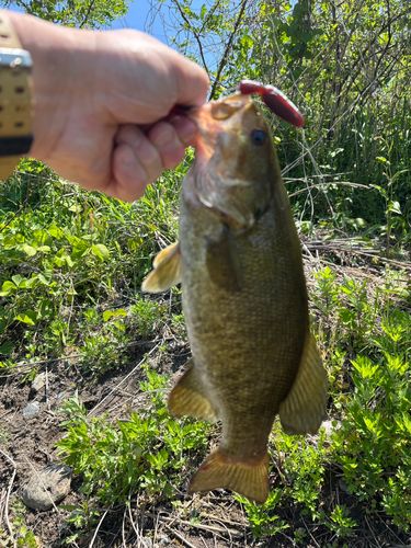 スモールマウスバスの釣果