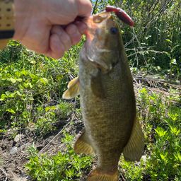 スモールマウスバス