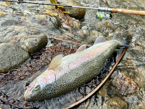 ニジマスの釣果