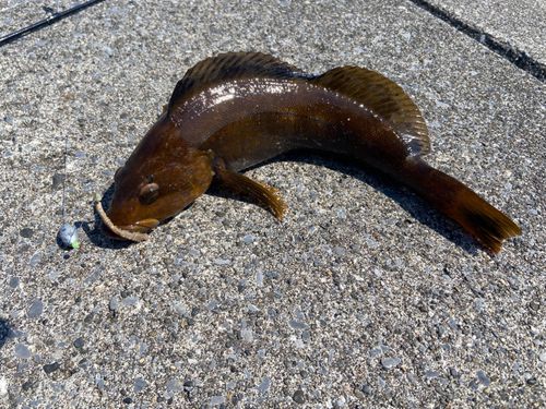 アブラコの釣果