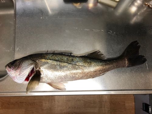 スズキの釣果