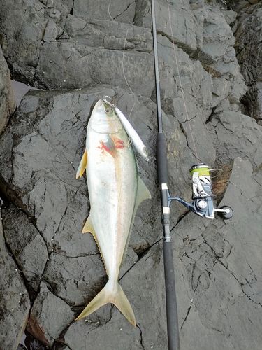 ヒラスの釣果
