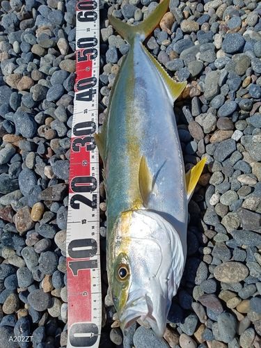 ヒラマサの釣果