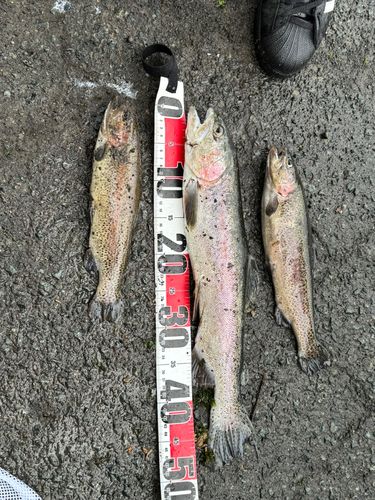 レインボートラウトの釣果