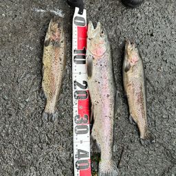 レインボートラウト