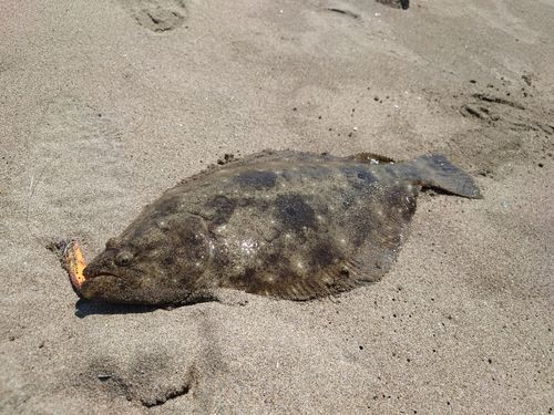 ヒラメの釣果