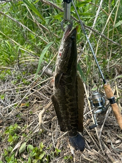 ライギョの釣果