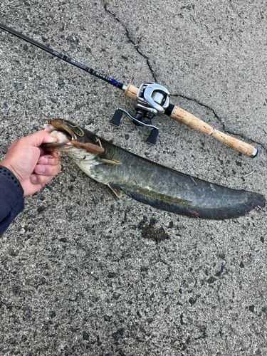 ナマズの釣果