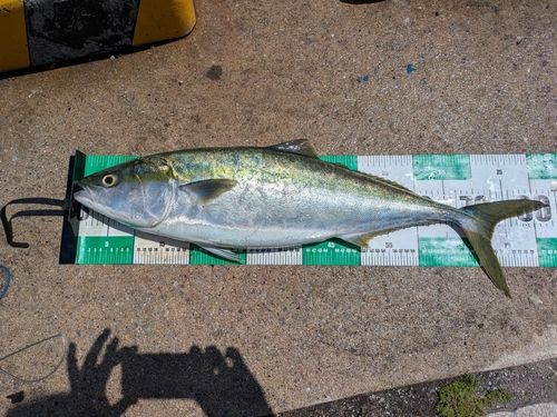 ブリの釣果