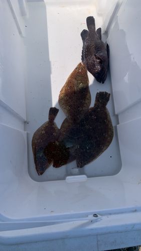 タイの釣果