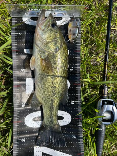 ブラックバスの釣果