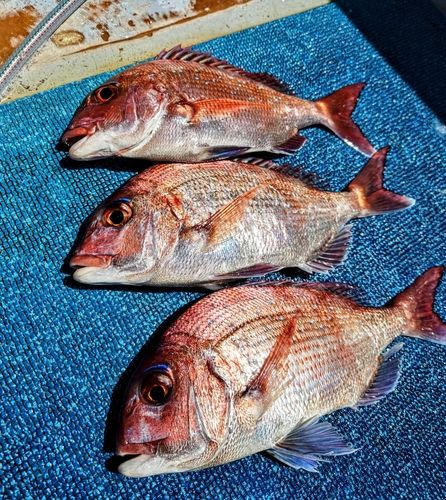 タイの釣果