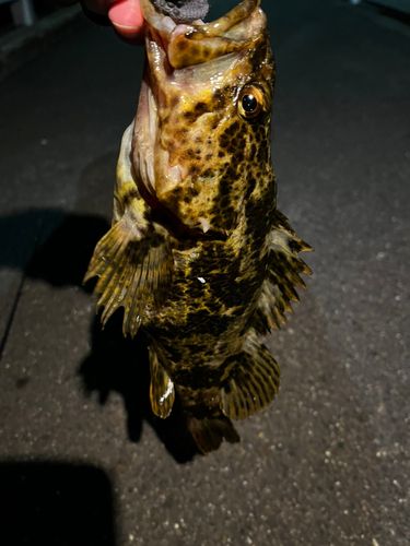 タケノコメバルの釣果