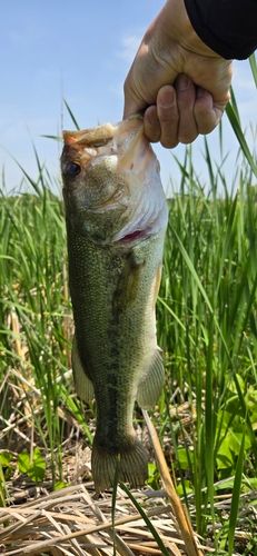 ラージマウスバスの釣果