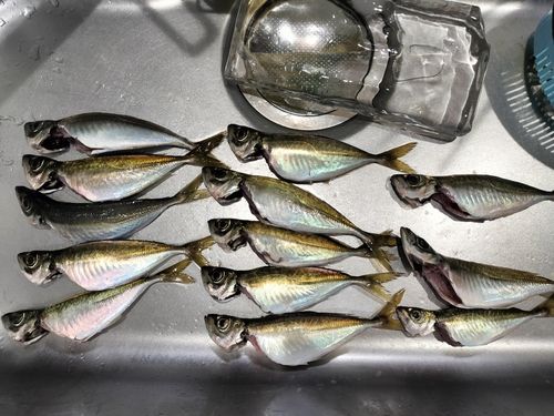 アジの釣果