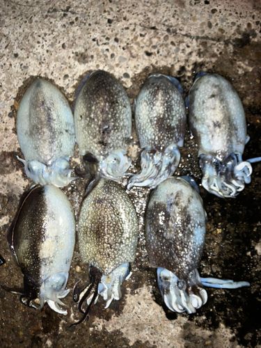 シリヤケイカの釣果