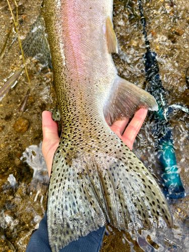 ニジマスの釣果