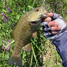 スモールマウスバス