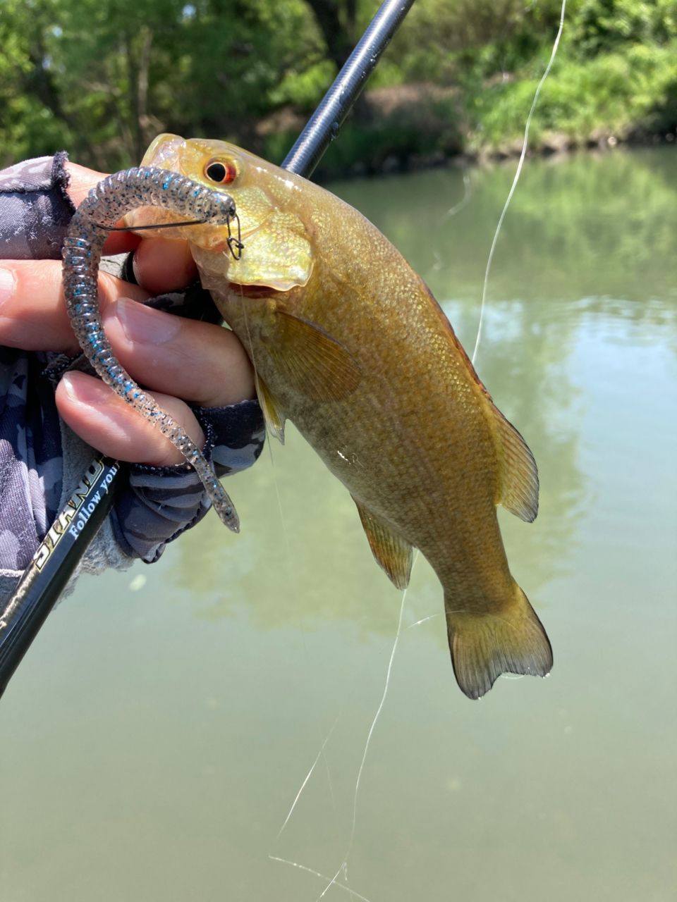 スモールマウスバス