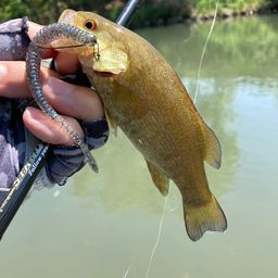 スモールマウスバス