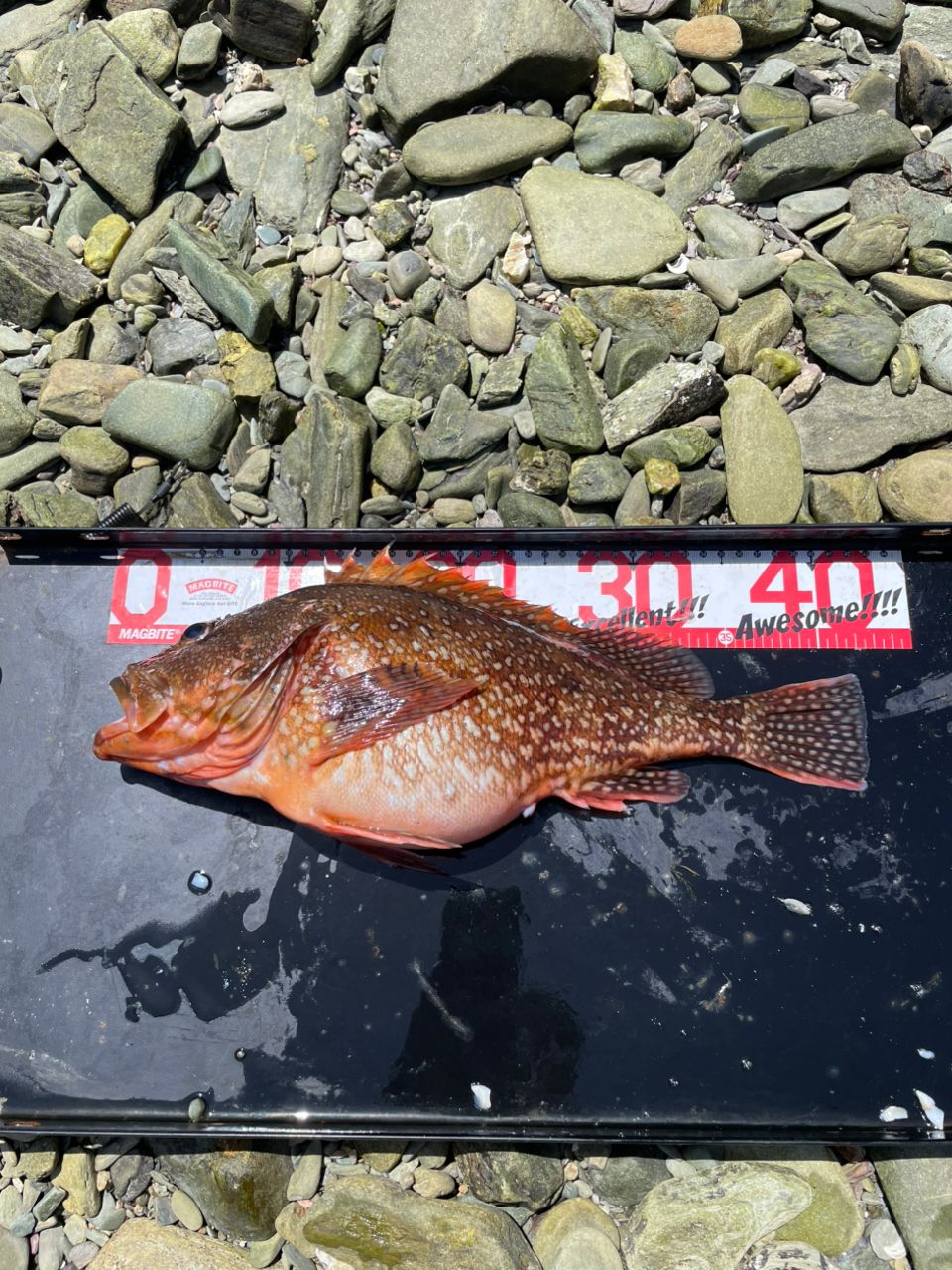 ウッカリカサゴ