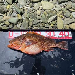 ウッカリカサゴ