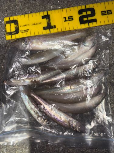 キスの釣果
