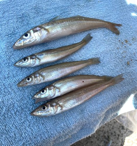 キスの釣果