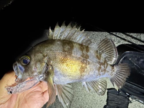 メバルの釣果